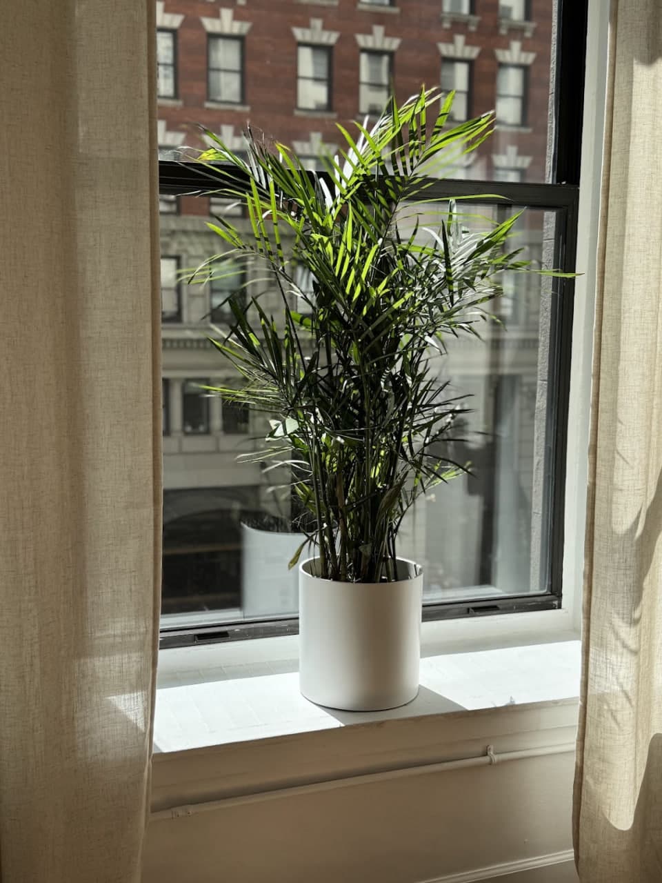 Daylight on the windowsill of the studio